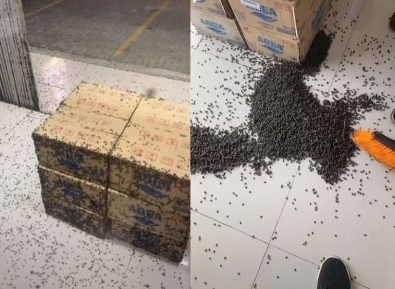 Viral Video Minimarket Diserbu Ribuan Kepik Auto Bergidik Lihatnya