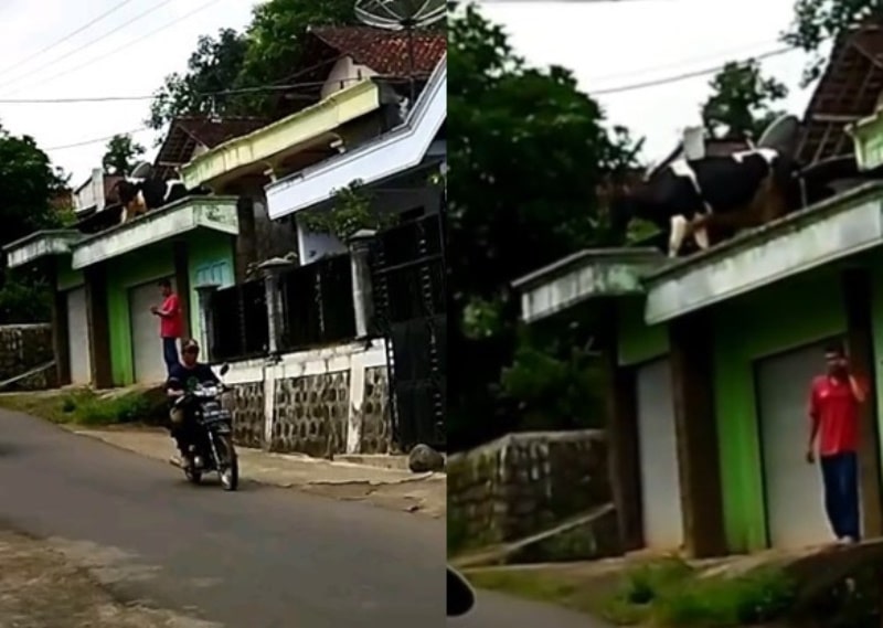 Bikin Heran Seekor Sapi Sedang Santuy di Atap Rumah Warga