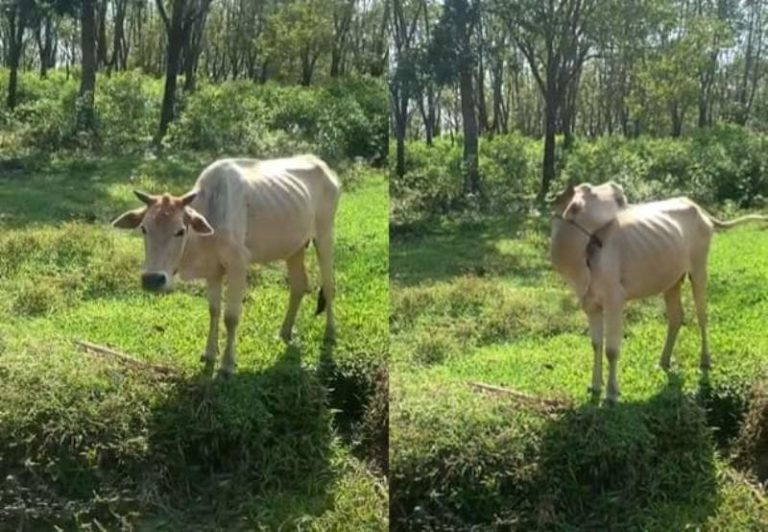 Momen Kocak Pemotor Tanya Arah Jalan ke Sapi Reaksinya Tak Terduga 1