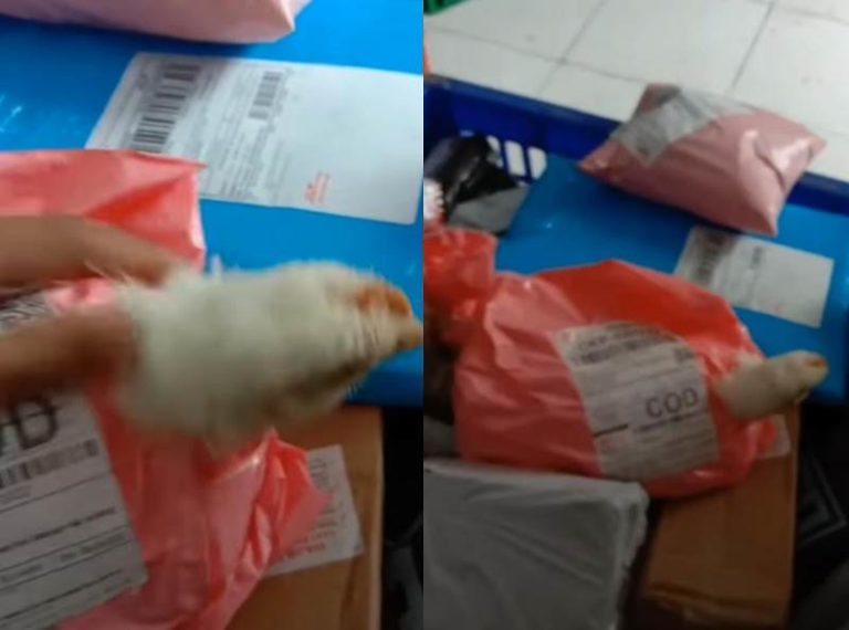 Viral Kondisi Paket COD Ayam Hidup dengan Packing Tak Layak Bikin Miris
