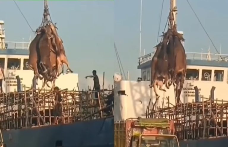 Viral Video Pengangkutan Sapi Ternak dari Kapal ke Truk Dinilai Terlalu Sadis