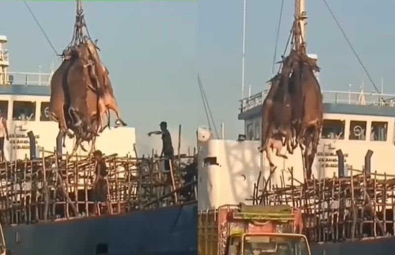 Viral Video Pengangkutan Sapi Ternak dari Kapal ke Truk, Dinilai Terlalu  Sadis - Rancah Post