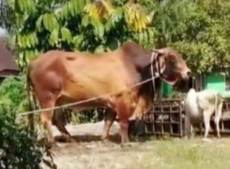 Heboh Sapi KurbanBerukuran Raksasa Bikin Panitia Kurban Auto Ketar ketir