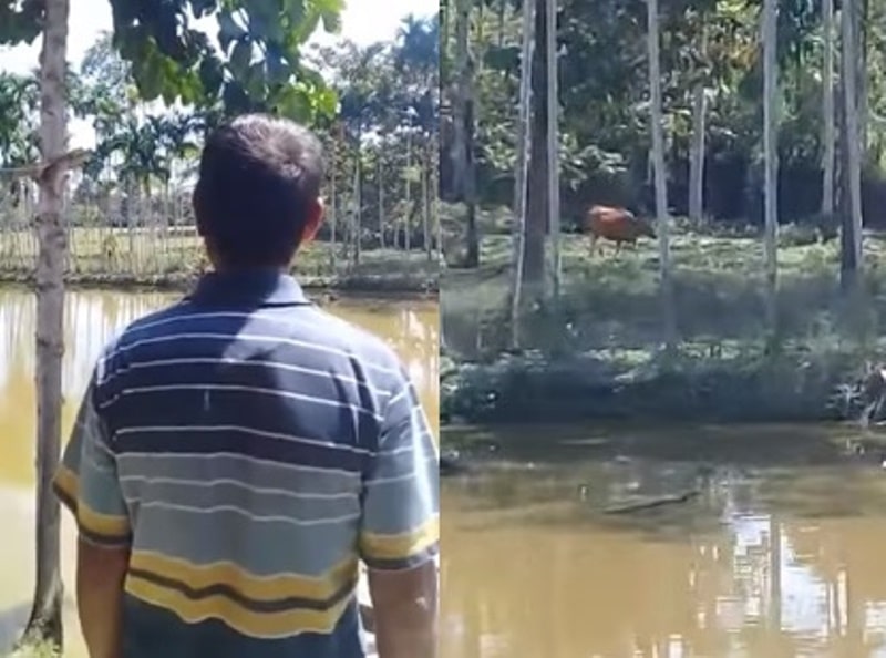 Keren Sekelompok Sapi Langsung Datang Saat Dipanggil Pemilik Untuk Masuk Kandang