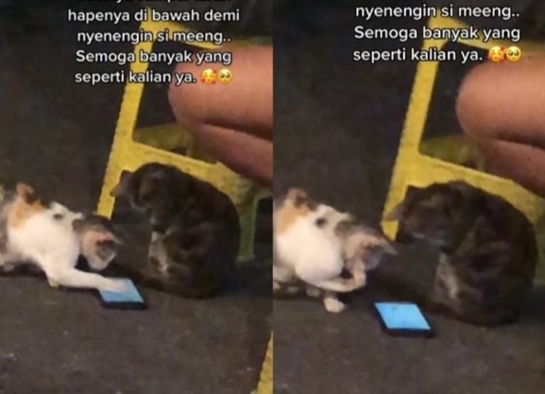 Luci Banget Pria ini Pinjamkan HP ke Dua Kucing Liar Saat Nongkrong di Warkop