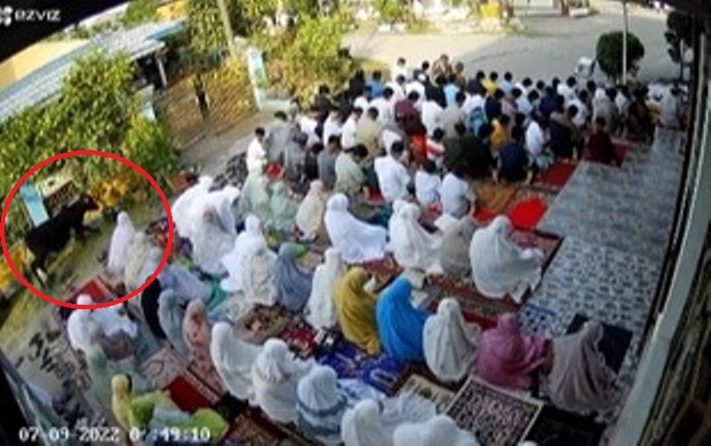 Seekor Sapi Ngamuk Saat Salat Idul Adha Warga Panik dan Langsung Berhamburan