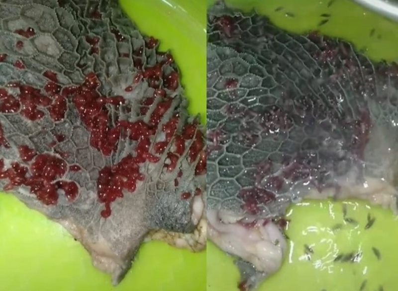 Viral Babat Penuh dengan Cacing Merah yang Bikin Bergidik Bahaya atau Tidak
