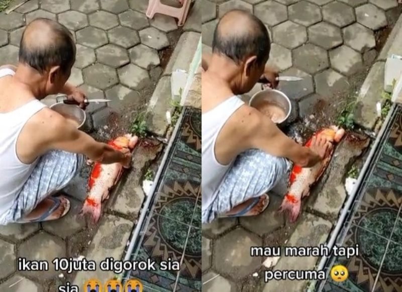 Viral Kakek ini Malah Potong Ikan Harga Rp 10 Juta, Sang Cucu Auto Meringis - Rancah Post