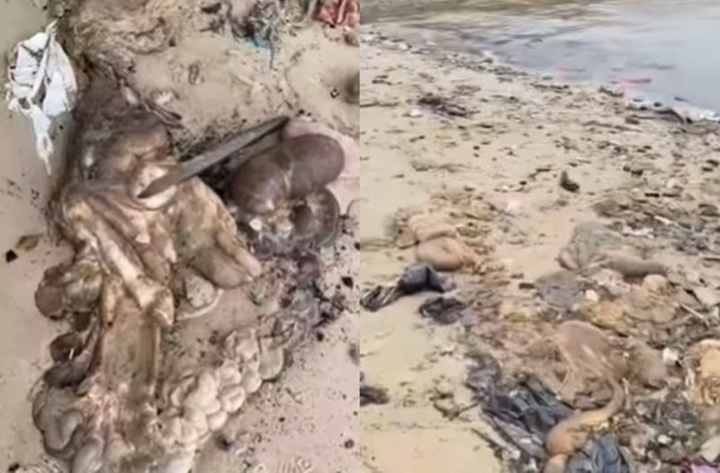 Viral Penampakan Sampah Jeroan Diduga Hewan Kurban Menumpuk di Pantai Sepinggan