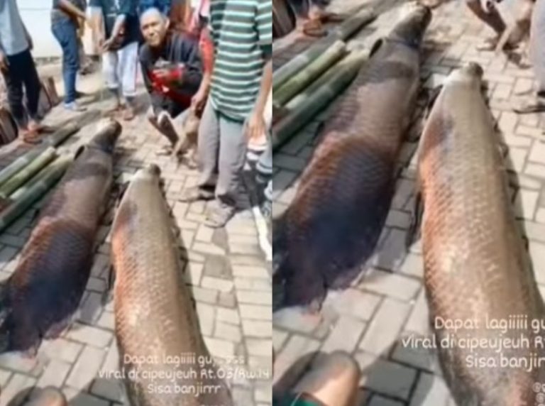 Viral Penemuan 2 Ikan Arapaima Raksasa Pasca Banjir Bandang Garut