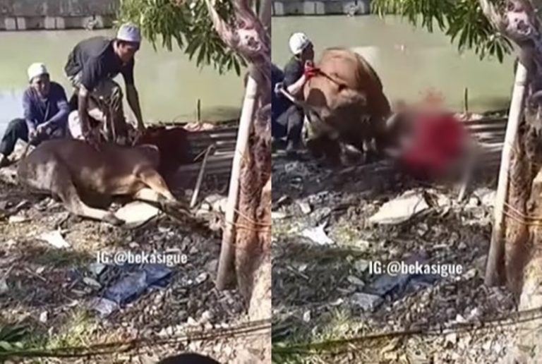 Viral Sapi Kurban Ngamuk Usai Disembelih Sampai Tercebur ke Sungai Bersama Tukang Jagal