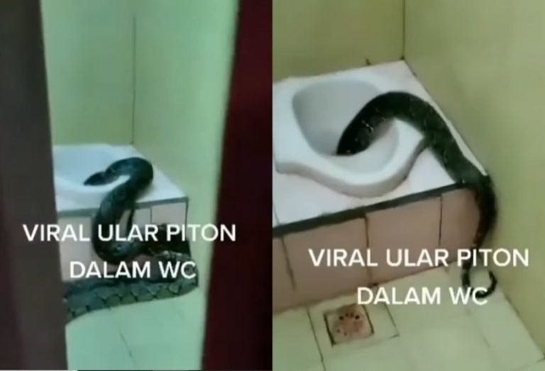 Viral Ular Piton Besar Ditemukan di Kamar Mandi Masuk dan Kabur Lewat Kloset