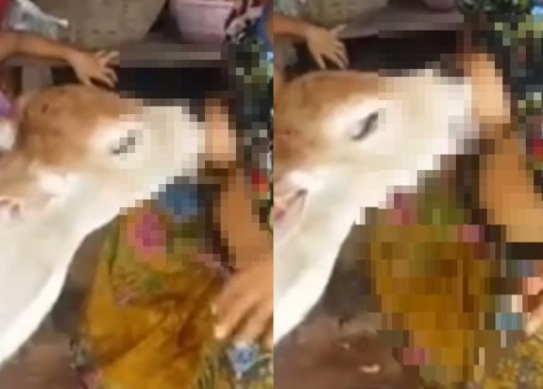 Induknya Mati Emak emak ini Rela Menyusui Anak Sapi Secara Langsung