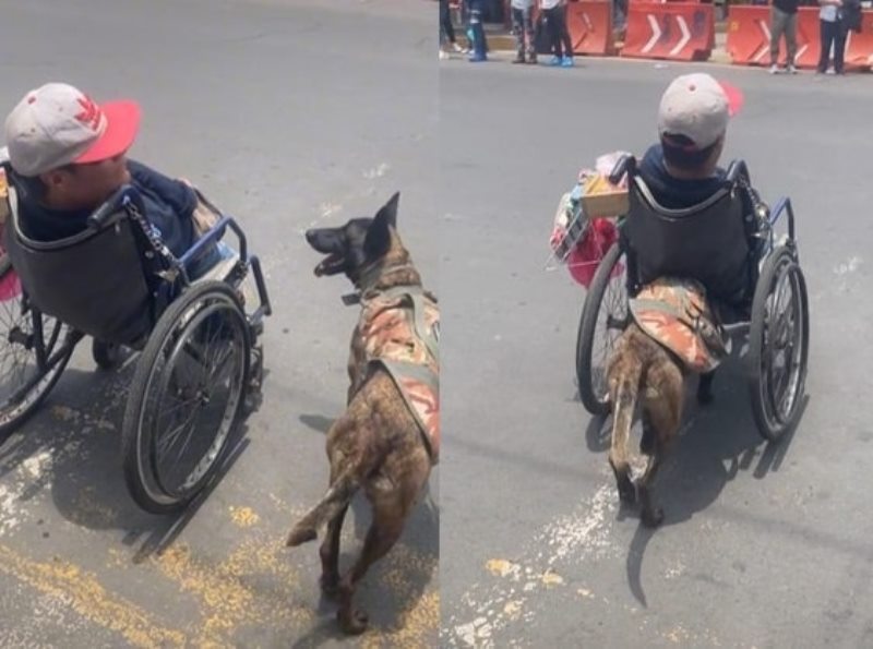 Setia Seekor Anjing Dorong Kursi Roda Tuannya yang Difabel Saat Nyebrang