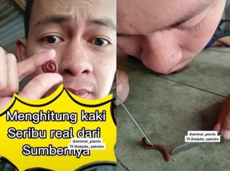 The Real Orang Gabut Pemuda ini Sengaja Hitung Kaki dari Kaki Seribu hingga Sejam