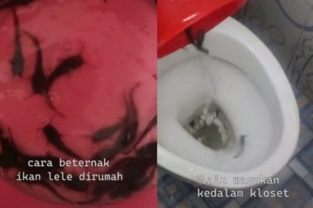 Viral Cara Pria Ternak Lele di Septic Tank Rumahnya Dimasukkan Lewat Kloset