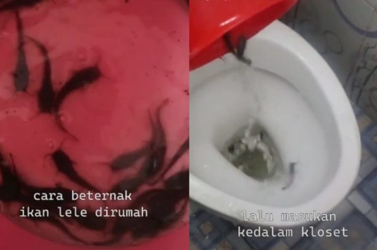 Viral Cara Pria Ternak Lele di Septic Tank Rumahnya, Dimasukkan Lewat Kloset Viral Cara Pria Ternak Lele di Septic Tank Rumahnya Dimasukkan Lewat Kloset