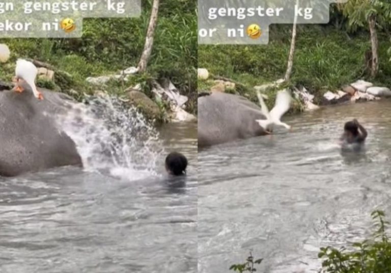 Aksi Pria Iseng Ganggu Angsa di Pinggir Sungai Endingnya Bikin Kapok
