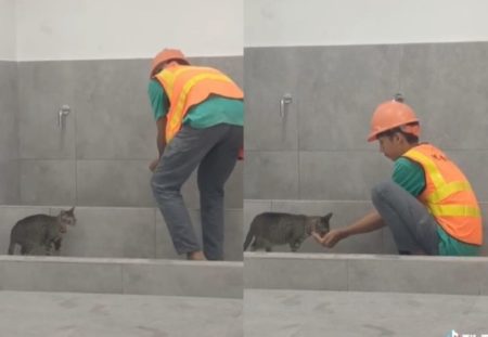 Bikin Terharu Pria ini Beri Minum Kucing yang Haus Pakai Telapak Tangan