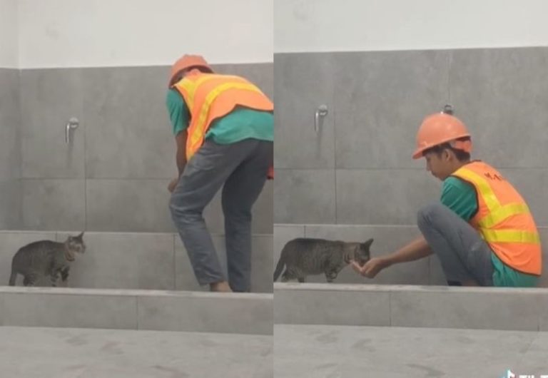 Bikin Terharu Pria ini Beri Minum Kucing yang Haus Pakai Telapak Tangan