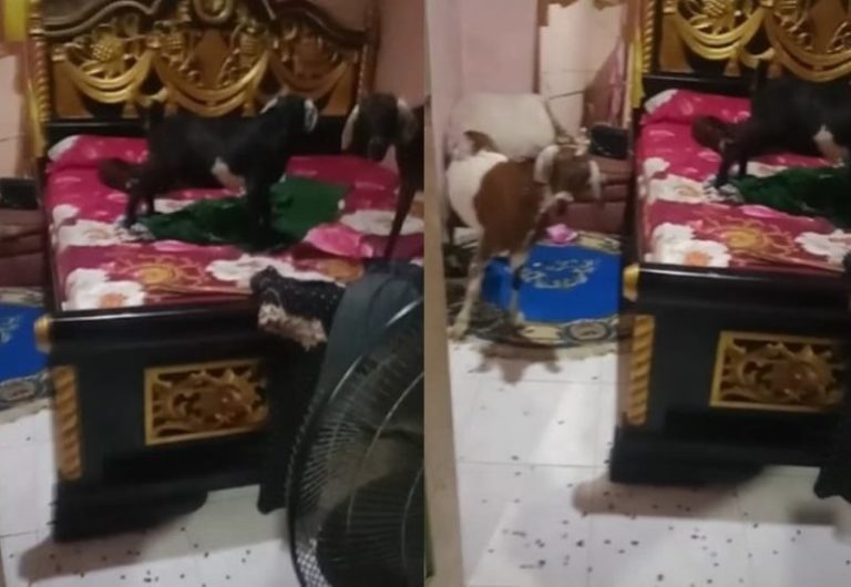 Gegara Tak Tutup Pintu, Kamar Tidur Wanita ini Dimasuki Kambing hingga Penuh Kotoran Gegara Lupa Tutup Pintu Kamar Tidur Wanita ini Dimasuki 3 Kambing hingga Penuh Kotoran