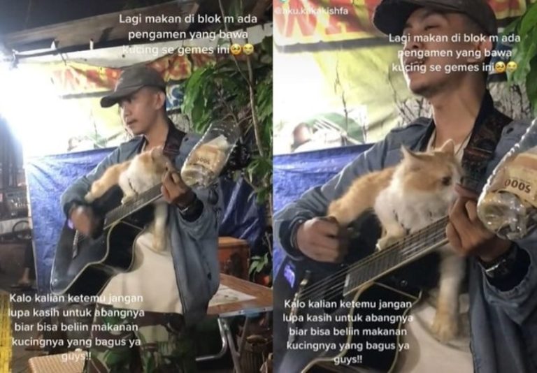 Gemoy Pria ini Ngamen Sambil Bawa Kucing Anteng Duduk di Atas Gitar