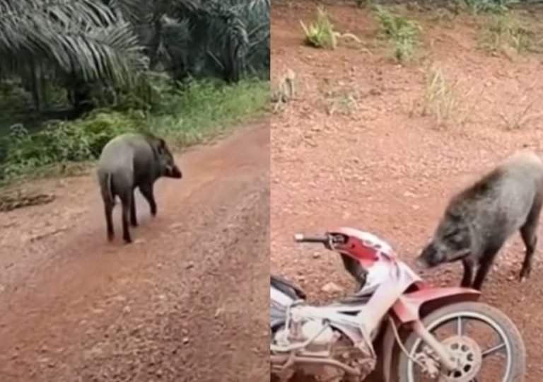 Panik Pengendara Motor Diseruduk Babi Hutan Akibat Nekat Nantang Berakhir Begini
