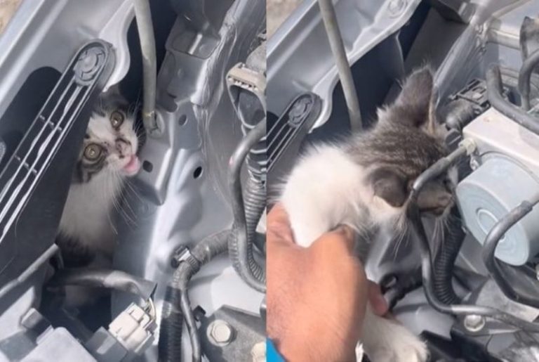Pengemudi Kaget Temukan Anak Kucing Terjebak di Mesin Mobil Selama Hampir 12 Jam