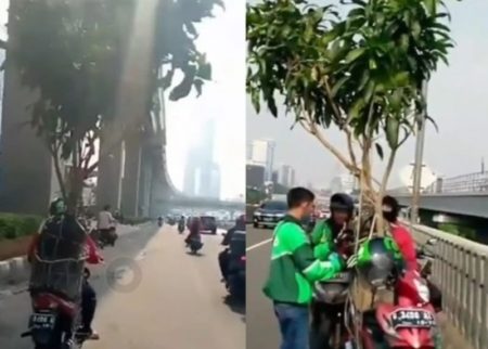 Perjuangan Driver Ojol Antar Pohon Mangga Pakai Motor yang Order Keterlaluan