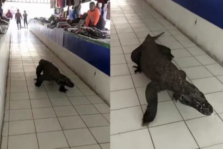 Viral Video Seekor Komodo Santuy Masuk Pasar Pedagang Auto Panik