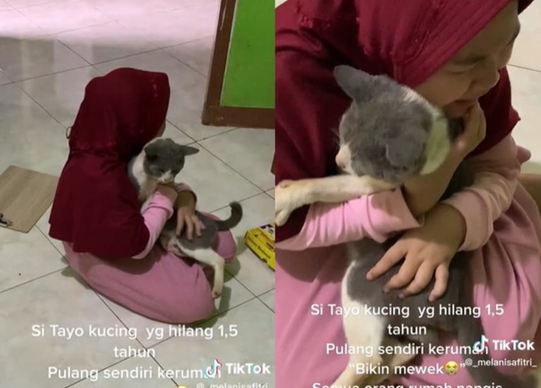 Hilang 15 Tahun Kucing ini Akhirnya Kembali Pulang Sampai Bikin Pemiliknya Nangis Kejer