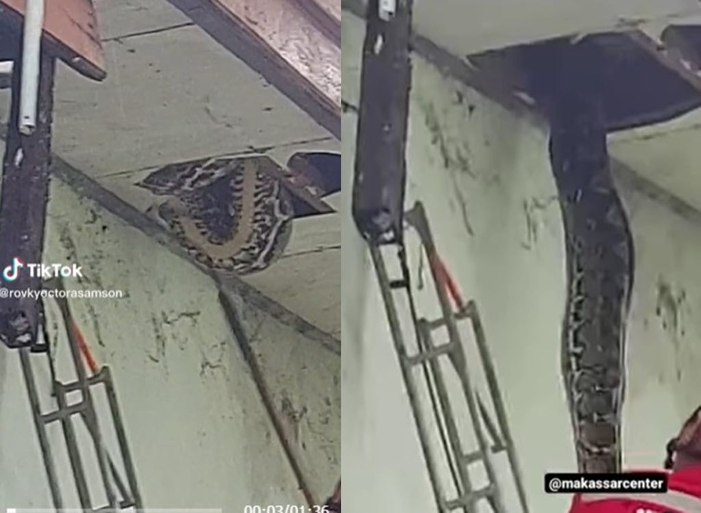 Menegangkan Petugas Damkar Evakuasi Ular Piton Raksasa di Plafon Rumah Warga