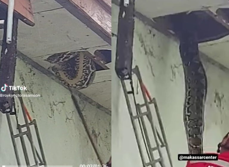 Menegangkan Petugas Damkar Evakuasi Ular Piton Raksasa di Plafon Rumah Warga