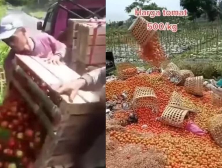 Gegara Harga Anjlok Petani di Lampung Buang Ratusan Kilo Tomat ke Jurang