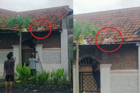 Detik detik Pria Selamatkan Bayi yang Merangkak di Atap Rumah Bikin Sport Jantung
