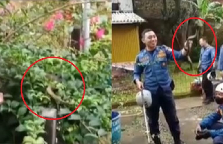 Gercep Evakuasi Ular Depan Rumah Warga Damkar Dibuat Ngakak Ternyata Cuma Mainan