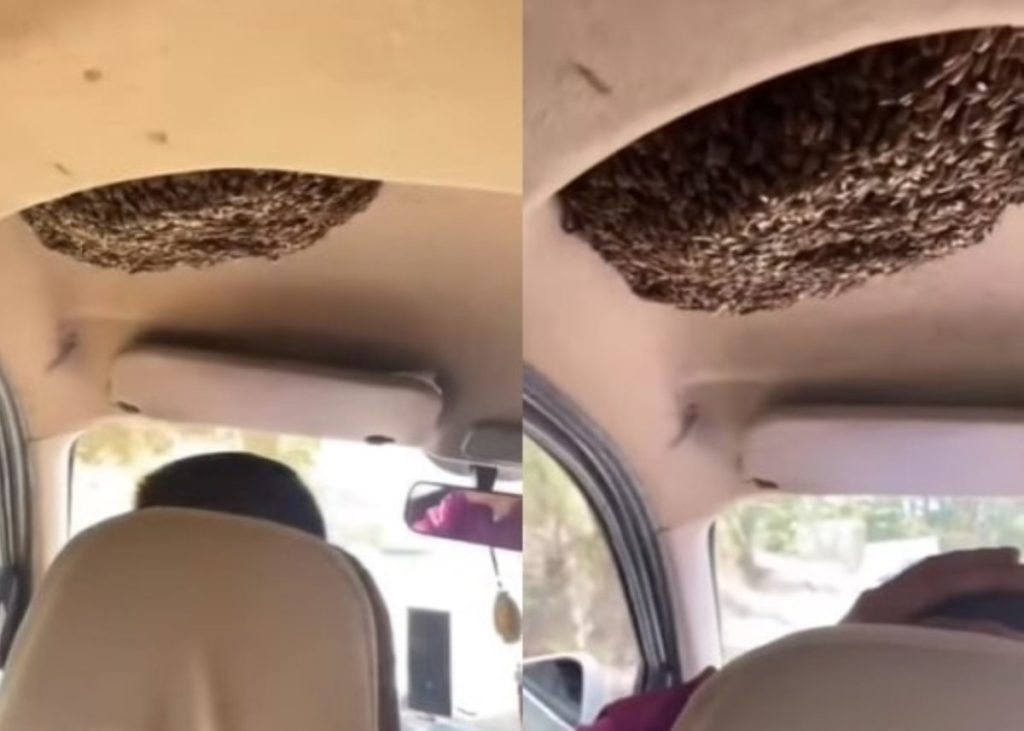 Hiii Pria Tetap Santuy Naik Mobil Bareng Ribuan Lebah yang Bersarang di Kabin