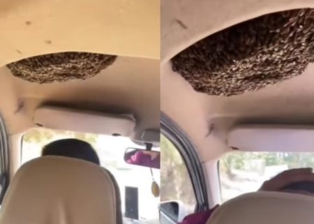 Hiii Pria Tetap Santuy Naik Mobil Bareng Ribuan Lebah yang Bersarang di Kabin