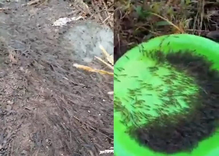 Viral Fenomena Jutaan Udang Naik ke Darat Hebohkan Warga Gorontalo