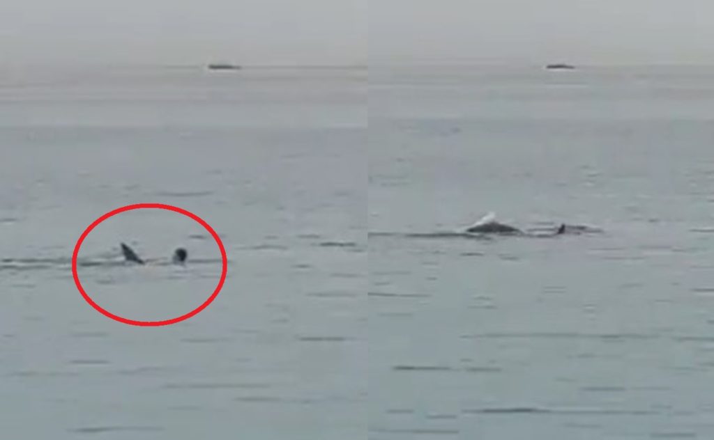 Ngeri! Detik detik Bule Rusia Dimakan Hiu di Laut Merah Mesir