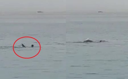 Ngeri! Detik detik Bule Rusia Dimakan Hiu di Laut Merah Mesir