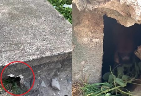 VIRAL Sapi Santuy di Dalam Gorong gorong Sambil Makan, Sembunyi Takut Dikurbankan