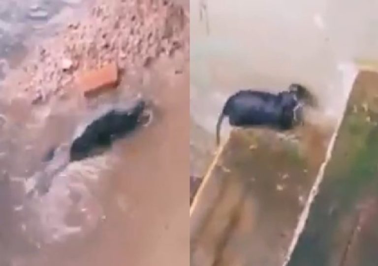 Induk Tikus Rela Bertaruh Nyawa untuk Selamatkan Anaknya dari Banjir