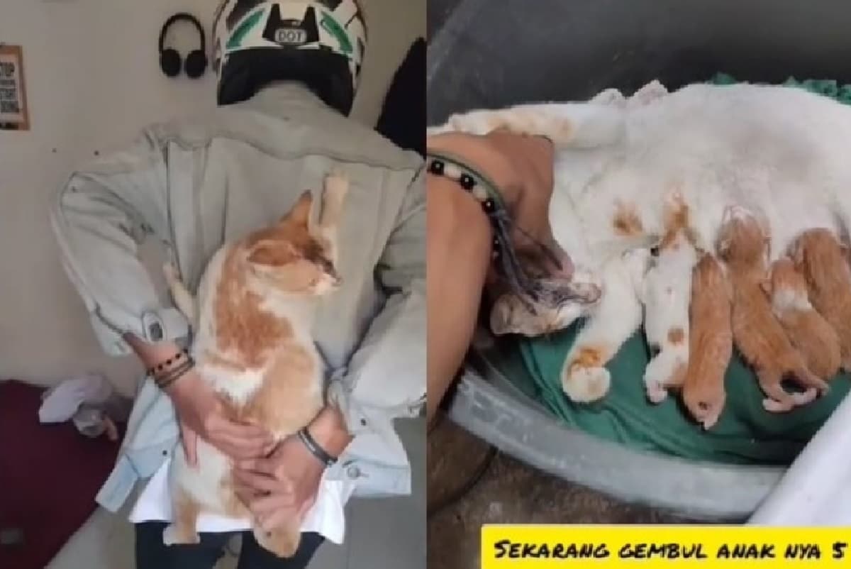 Kucing Oren Minta Ditemani Saat Melahirkan