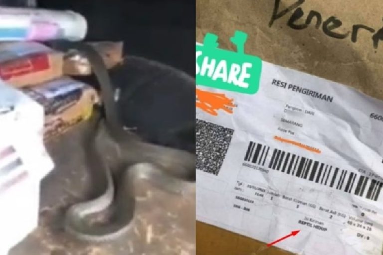 Seekor King Kobra Lepas dari Paket Pengiriman