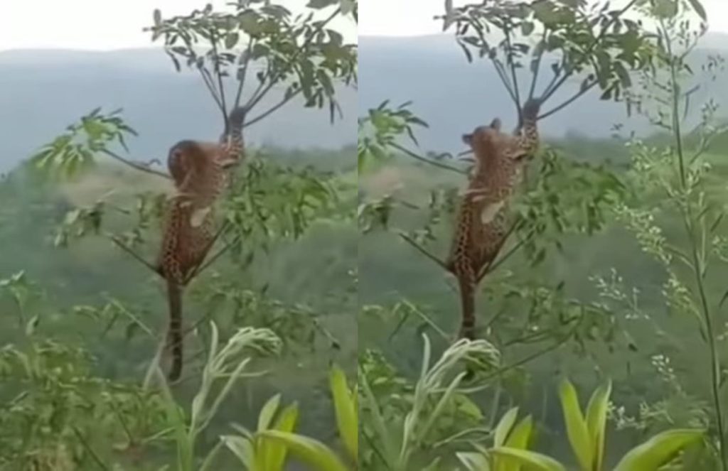 Berburu Babi Hutan, Pria ini Malah Ketemu Macan Tutul Nemplok di Pohon