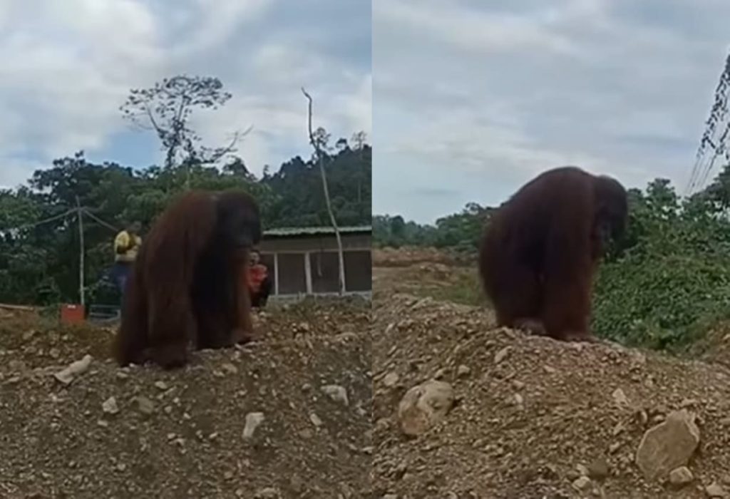 VIRAL Detik detik Orang Utan Kebingungan Nyasar ke Kawasan Industri, Cari Tempat Tinggal