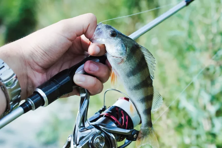 Aplikasi Pendeteksi Ikan