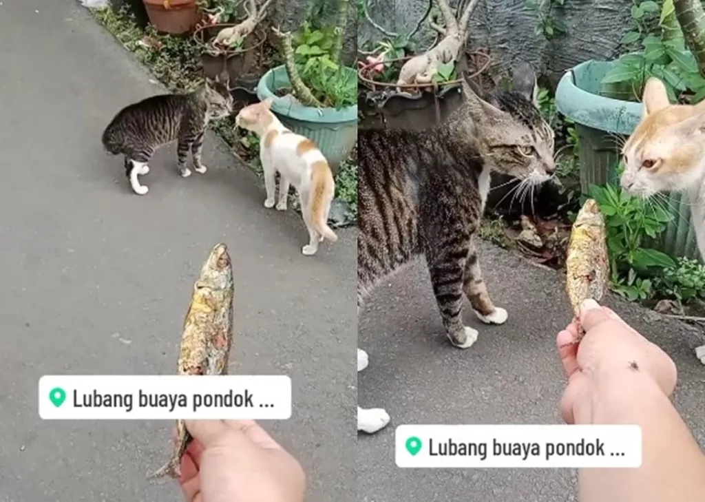 Aksi Nyeleneh Pria Lerai Kucing Berantem Pakai Ikan, Ternyata Ampuh!