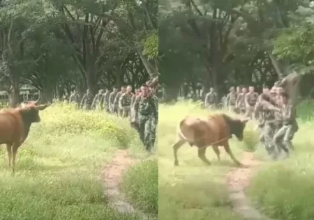 Nyaris Diseruduk Sapi, Rombongan TNI Auto Kocar kacir Ketakutan